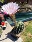 Preview: Echinopsis rosy star